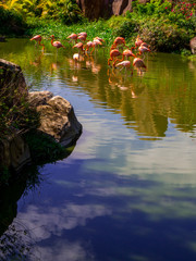 Wall Mural - Nha Trang, Vietnam - December 23, 2019: Flamingos in the Vinpearl Amusement Park.