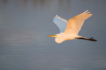 Wall Mural - A Great Egret flies in the early morning sunlight over the water with its wings spread.