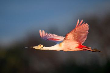 Wall Mural - A Roseate Spoonbill flies with its bright pink wings spread in golden early morning sunlight.