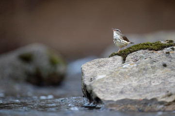 Canvas Print - Louisiana Waterthrush perched on a large boulder in the water as it searches for small insects and invertabrates to eat in the soft overcast light.