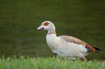 Canvas Print - Portrait of an Egyptian Goose standing in bright green grass with a smooth deep green background.