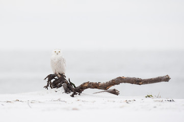 Wall Mural - a snowy owl perched on a large piece of driftwood in soft overcast light in a light snow on a winter