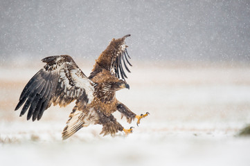Wall Mural - a juvenile bald eagle flying in the snow in an open field on a cold winter day.