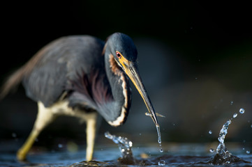 Canvas Print - A Tricolored Heron stalks the shallow water in the early morning sun with a dark background and dramatic lighting.