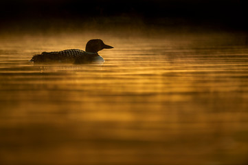 Wall Mural - A Common Loon swims in the early morning sunlight as it makes the low hanging fog glow around the bird in the water.