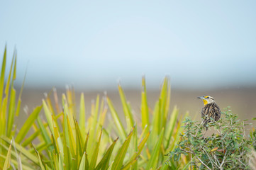 Wall Mural - An Eastern Meadowlark perched in a green bush with bright green palm fronds next to it in an open field in soft sunlight.