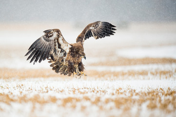 Wall Mural - a juvenile bald eagle flying in the snow in an open field on a cold winter day.
