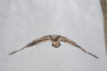 Wall Mural - a juvenile bald eagle flies in the falling snow on a cold winter day.