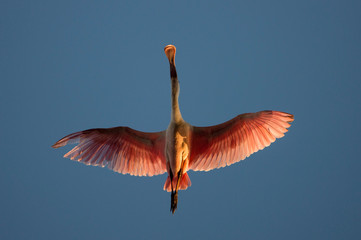 Canvas Print - A Roseate Spoonbill flies directly overhead showing off its spoon shaped bill and bright pink wings against a blue sky.