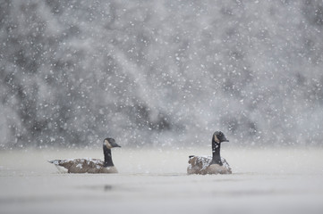 Wall Mural - a pair of canada geese swim in the icy cold water with snow falling on a cold winter day.