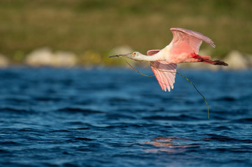 Wall Mural - A Roseate Spoonbill flies over water on a bright sunny day with nesting material in its beak.