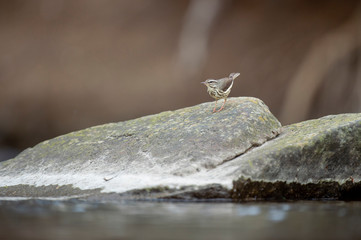 Wall Mural - Louisiana Waterthrush perched on a large boulder in the water as it searches for small insects and invertabrates to eat in the soft overcast light.