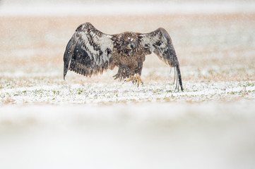 Wall Mural - a juvenile bald eagle flying in the snow along the ground in an open field on a cold winter day.