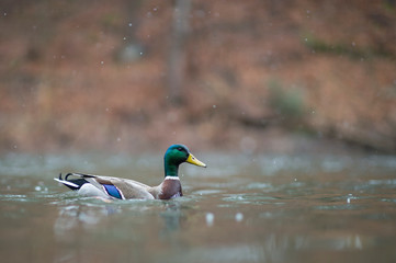 Wall Mural - A male Mallard swimming in water in a light snow on a cold winter day.