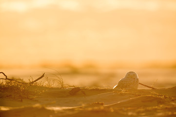 Canvas Print - A Snowy Owl sitting on a small hill of sand on an open beach as it glows in the bright setting sunlight.