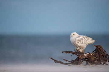 Wall Mural - a snowy owl perched on large driftwood on a sandy beach in the winter with a pastel blue dusk sky ba