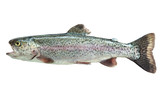 Fototapeta  - Rainbow trout isolated on white
