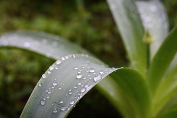 Water drops after rain. The green leaves have dew after the rain. Large beautiful drops of transparent rain water on a green leaf macro. 