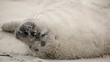 grey seal - wildlife - Helgoland 4K