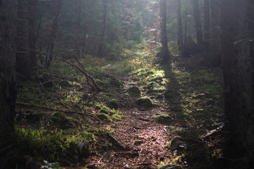 Mountain rocky trail in a dense coniferous forest