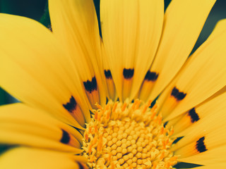 closeup of yellow flower