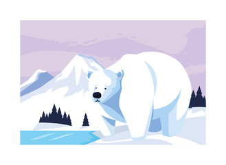 Poster - polar bear at the north pole, arctic landscape