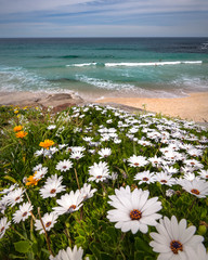 Flowers by the sea, Bronte Beach Australia