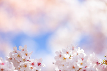 Wall Mural - Cherry blossom  flower in spring for background or copy space for text