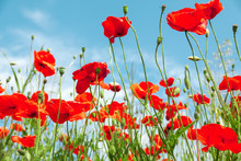 Red Poppy Flowers On Sunny Blue Sky, Poppies Spring Blossom, Green Meadow With Flowers