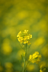 Sticker - closeup view of mustard yellow flowers blooming in field