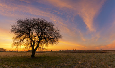 Poster - Lonely tree on colorful sky background during sunset