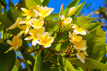 Closeup of Plumeria flowers. Vietnam, tropical plants