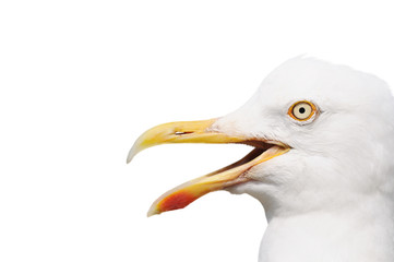 seagull with open beak isolated on white. The gull looks from right to left