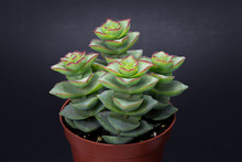 Beautiful Group Of Crassula Perforata In Red Pot Isolated On Black Background