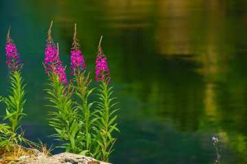 Wall Mural - Fjord shore with pink flowers willowherb.