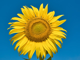 Wall Mural - a beautiful sunflowers in the blue sky