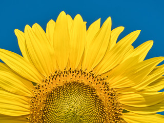 Wall Mural - a beautiful sunflowers in the blue sky