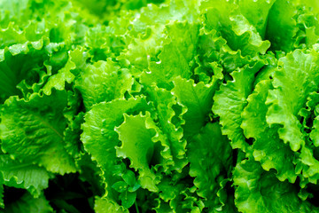 Wall Mural - Lettuce salad leaf background. Fresh batavia salad. Top view whole lettuce leaf growth on organic farm ground bed. Young green lettuce crop in garden soil for spring leaf salad. Raw vegetarian lettuce