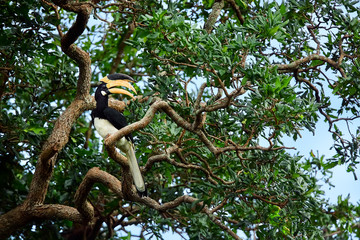 Malabar pied hornbill (Anthracoceros coronatus). Big beautiful bird sitting on a tree in Udawalawe National Park. Wildlife scene from tropical nature.
