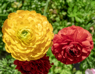 yellow and red buttercup flowers top view close up on green garden background