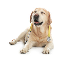 Cute Labrador Dog With Stethoscope As Veterinarian On White Background