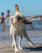 Labrador dog at the beach trying to dry his hair moving his head