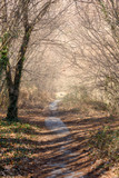 Fototapeta  - A stone path through the forest on a sunny winter day