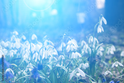 First snowdrops in the forest.