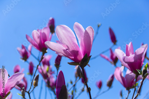 Pink magnolia flower.