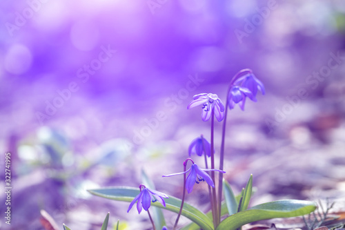 First snowdrops in the forest.