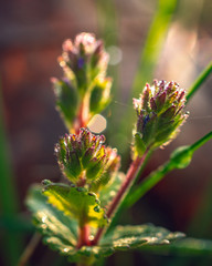 wild flowers