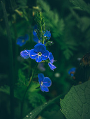 wild flowers