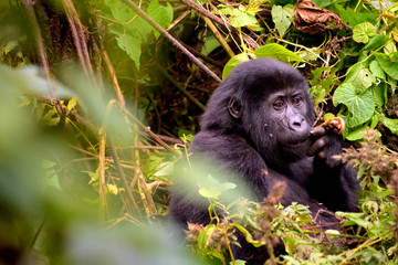 Wall Mural - Closeup of a mountain gorilla cub eating foliage in the Bwindi Impenetrable Forest