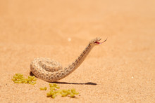 Wildlife Encounter. Small, Poisonous Sand Viper Bitis Peringueyi, Peringuey's Desert Adder With Erected Head And Opened Mouth, Side-winding In The Sand Dunes. Traveling  Desert Dorob, Namibia, Africa.